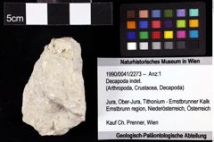 Foto (Objket + Etiketten) von Decapoda indet. 